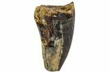 Fossil Mosasaur Tooth - North Sulfur River, Texas #104342-1